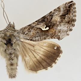  Autographa californica , adult male
