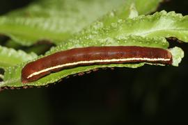  Callopistria floridensis , larva (brown form). Photo courtesy of James Bailey.