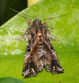  Callopistria maillardi , adult. Photo courtesy of Kamanisujee Gunasena.