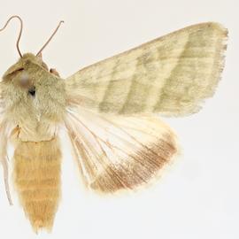  Chloridea virescens , adult male
