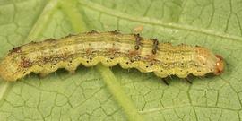  Chloridea virescens , larva (yellow form). Photo courtesy of Tom Murray. 
 