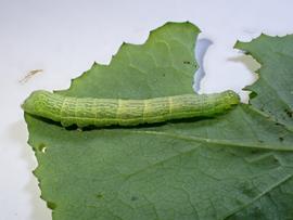  Chrysodeixis eriosoma , larva. Photo courtesy of Chris Winks.