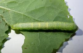  Chrysodeixis eriosoma , larva. Photo courtesy of Chris Winks.