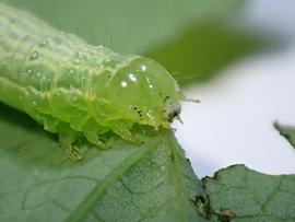  Chrysodeixis eriosoma , larva. Photo courtesy of Chris Winks.
