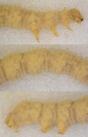  Chrysodeixis eriosoma , larva. Top: Head, thorax, A1. Middle: A2–5. Bottom: A6–10