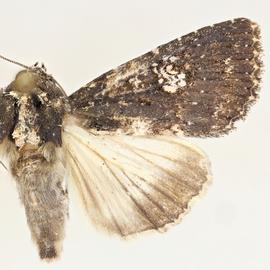  Condica dolorosa , adult male