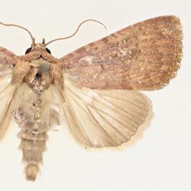  Condica illecta , adult male