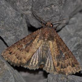  Condica illecta , adult. Photo courtesy of Kyle Kash. 
 