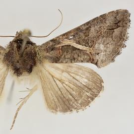  Ctenoplusia albostriata , adult male