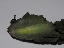 Ctenoplusia albostriata , pupa. Image courtesy of Carol Deane. 
 