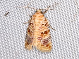  Diastema tigris , adult. Photo courtesy of Jack Cochran.