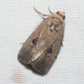  Elaphria nucicolora , live adult. Photo courtesy of Kevin Faccenda.
