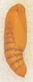  Elaphria nucicolora , pupa