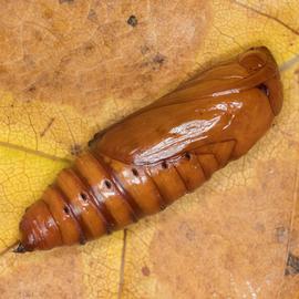 Feltia subterranea , pupa. Photo courtesy of George Smiley. 