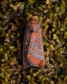 Undescribed  Haliophyle , live adult. Photo courtesy of Zach Pezzillo.