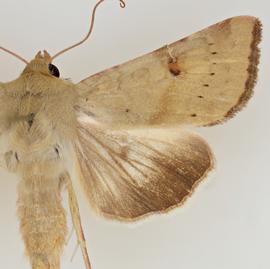  Helicoverpa hawaiiensis , adult male