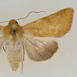  Helicoverpa pallida nihoaensis , adult female