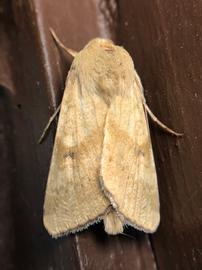  Helicoverpa zea , live adult. Photo courtesy of Cat Chang.