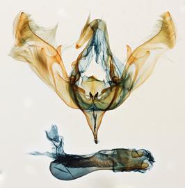  Peridroma  sp., male genitalia