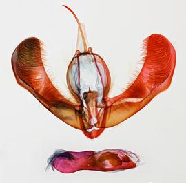  Condica illecta , male genitalia