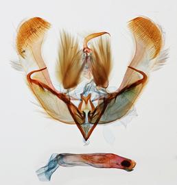  Neogalea sunia , male genitalia
