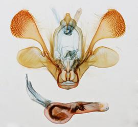  Mythimna unipuncta , male genitalia