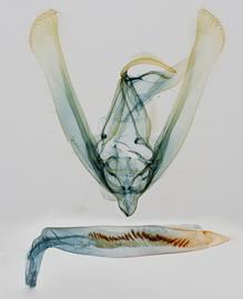  Helicoverpa hawaiiensis , male genitalia