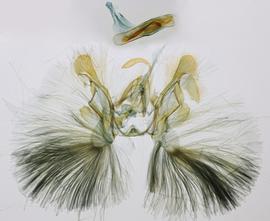  Spodoptera mauritia , male genitalia 
 
 