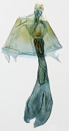  Condica illecta , female genitalia 
 