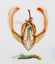  Condica dolorosa , male genitalia
