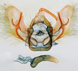  Aumakua omaomao , male genitalia