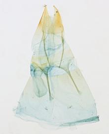  Acrapex examinis , female genitalia