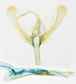  Ctenoplusia albostriata , male genitalia