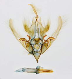  Elaphria nucicolora , male genitalia