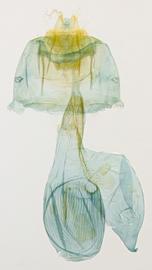  Chloridea virescens , female genitalia 
 