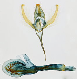  Chrysodeixis eriosoma , male genitalia