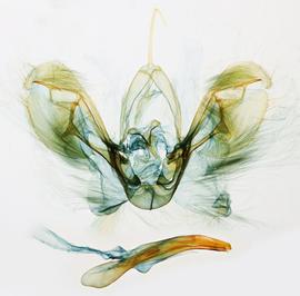  Spodoptera litura , male genitalia