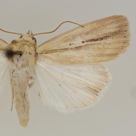  Mythimna scottii , adult male