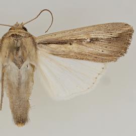  Leucania stenographa , adult male