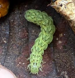  Lophoplusia  sp., larva on  Cyanea horrida . Photo courtesy of Zach Pezzillo.