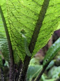 Lophoplusia  sp., larva feeding on  Cyanea aculeatiflora . Photo courtesy of Lauren Huntsmith.