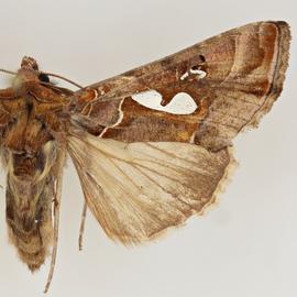  Megalographa biloba , adult female