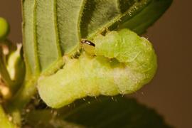  Megalographa biloba , larva. Photo courtesy of Victor Engel.
