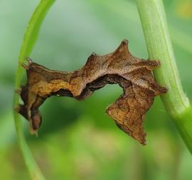  Mouralia tinctoides , larva. Possibly feeding on  Commelina diffusa . Photo courtesy of Joel Young.