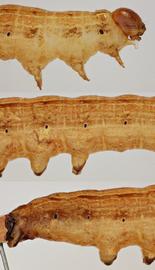  Mythimna   macrosaris , larva. Top: head, thorax, A1. Middle: A2–5. Bottom: A6–10