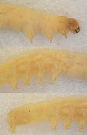  Mythimna scottii , larva. Top: head, thorax, A1. Middle: A2–6. Bottom: A4–10
