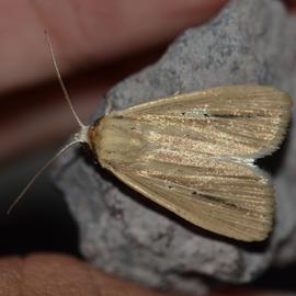  Mythimna scottii , live adult. Photo courtesy of Kyle Kash.