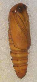  Mythimna scottii , pupa