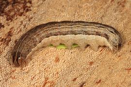  Mythimna unipuncta , larva. Photo courtesy of Tom Murray.