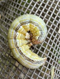  Mythimna unipuncta , larva. Photo courtesy of Paul Dennehy.